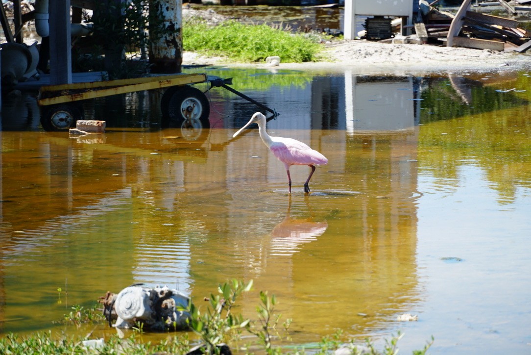 Roseate Spoonbill - ML616249632