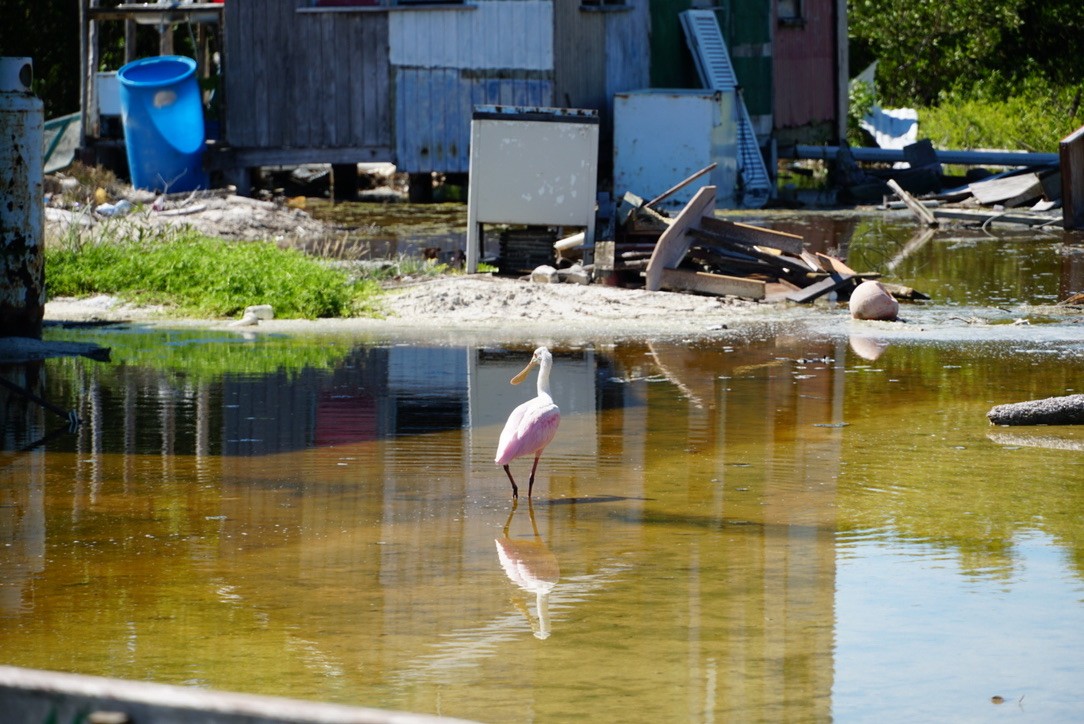 Roseate Spoonbill - ML616249635