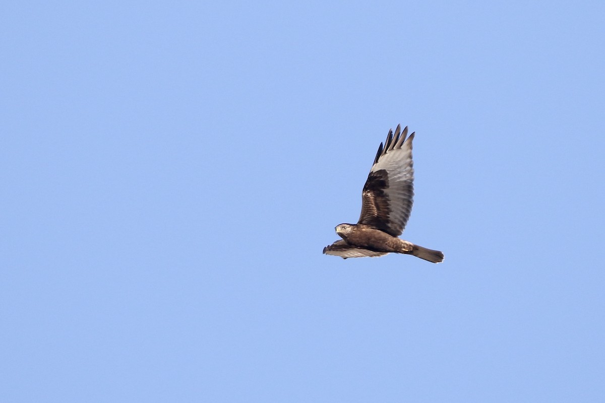 Rough-legged Hawk - ML616249646