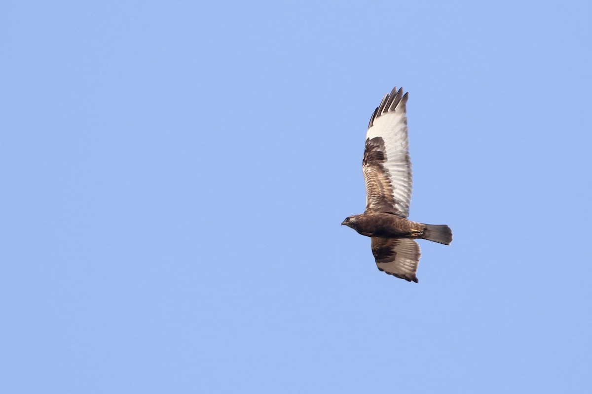 Raufußbussard - ML616249647