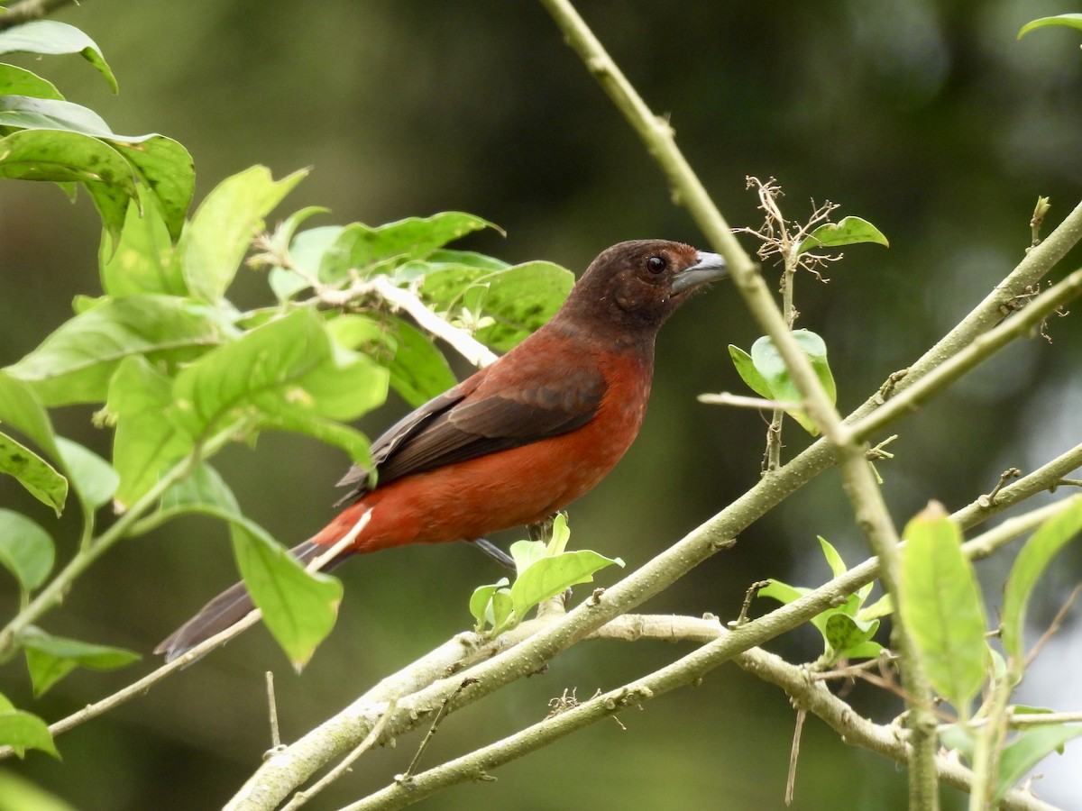 Crimson-backed Tanager - Corinna Honscheid