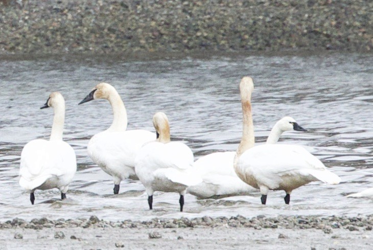 Tundra Swan - ML616249651