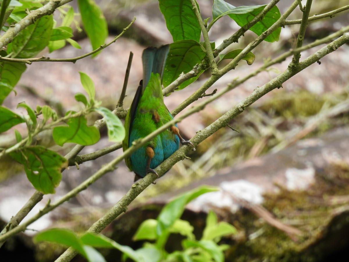 Bay-headed Tanager - ML616249656