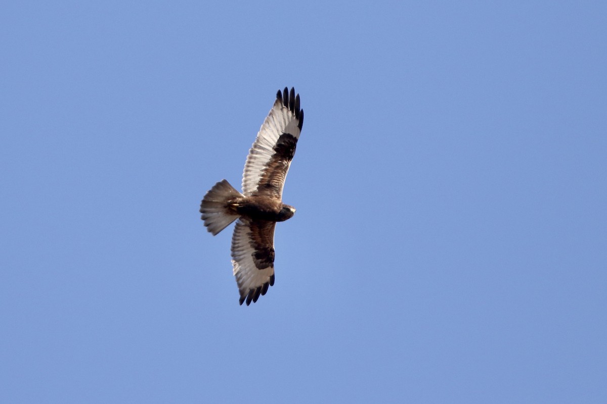 Rough-legged Hawk - ML616249666