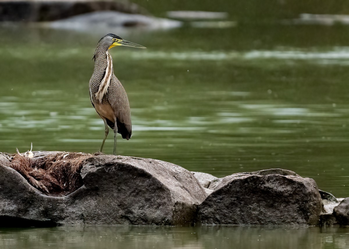 Bare-throated Tiger-Heron - ML616249683