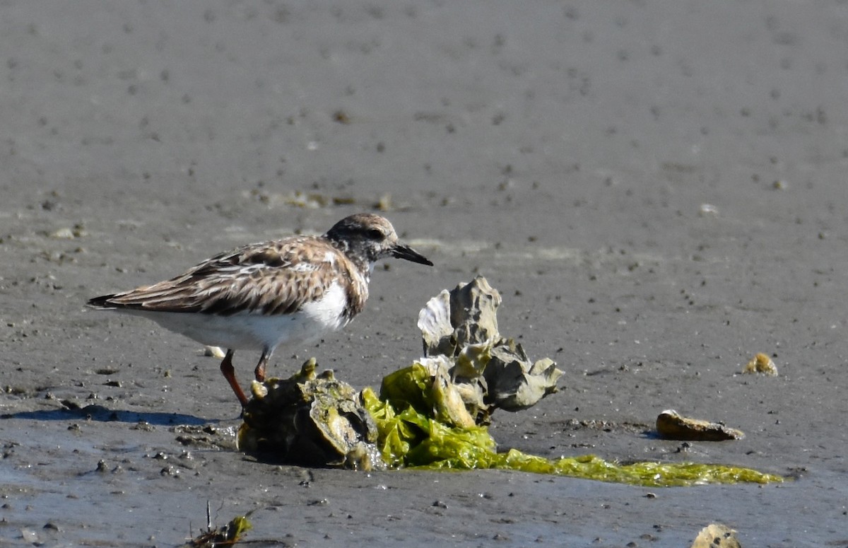 Ruddy Turnstone - ML616249788