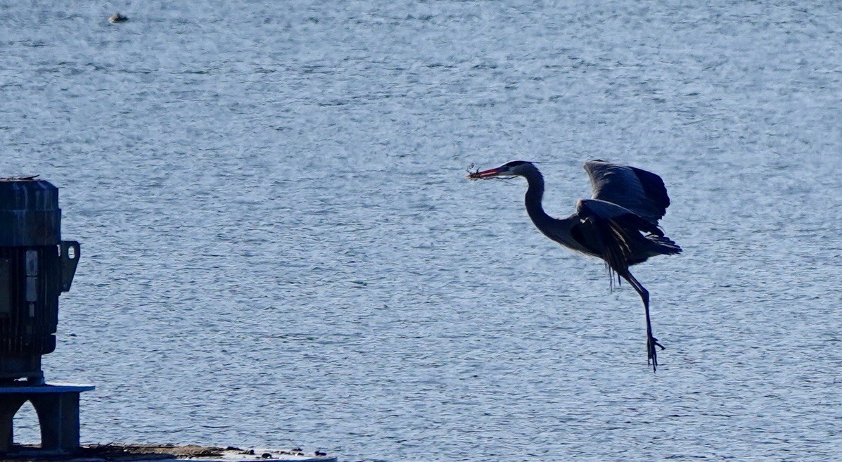 Great Blue Heron (Great Blue) - Michael Plauché