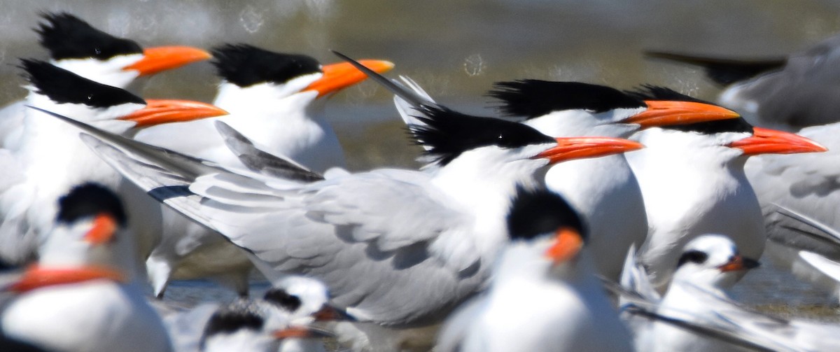 Royal Tern - ML616249878