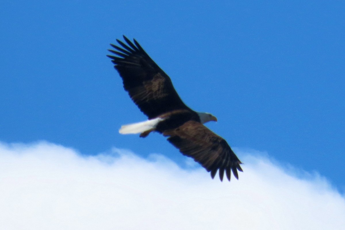 Bald Eagle - ML616249882