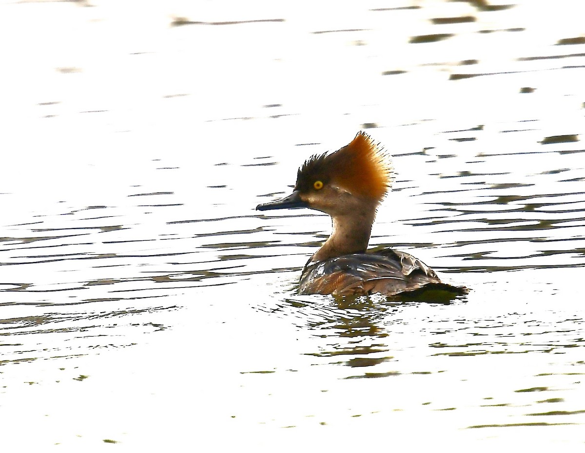 Hooded Merganser - ML616249893