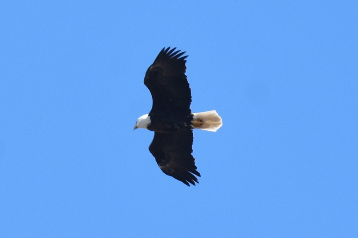 Weißkopf-Seeadler - ML616249903