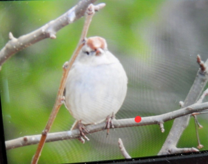 White-crowned Sparrow (Dark-lored) - Dan Furbish
