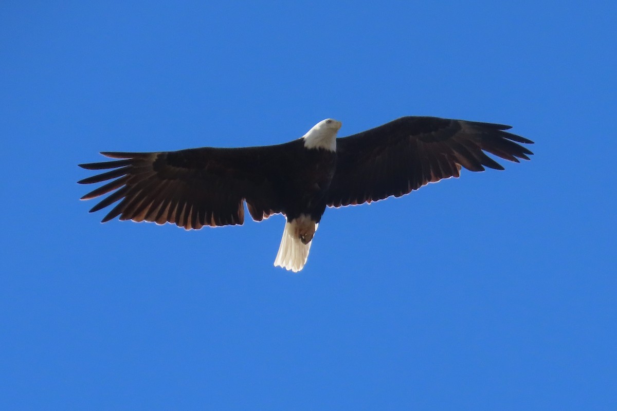 Bald Eagle - ML616249910