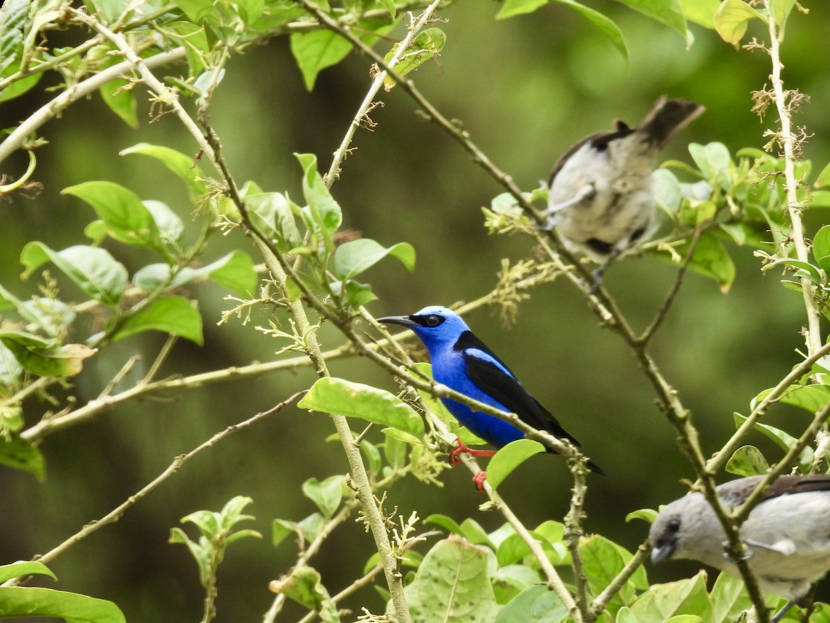 Red-legged Honeycreeper - Corinna Honscheid