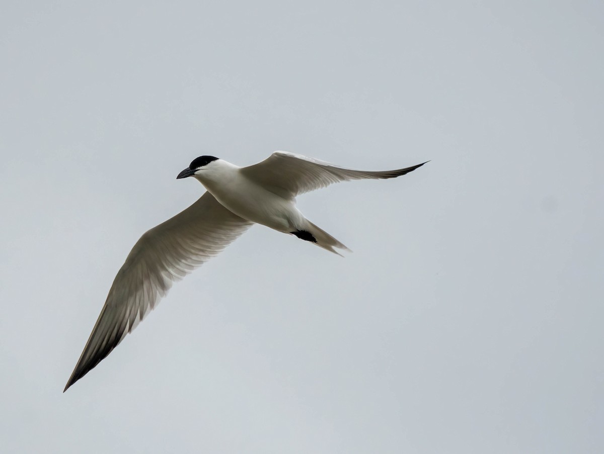 Australian Tern - ML616249950