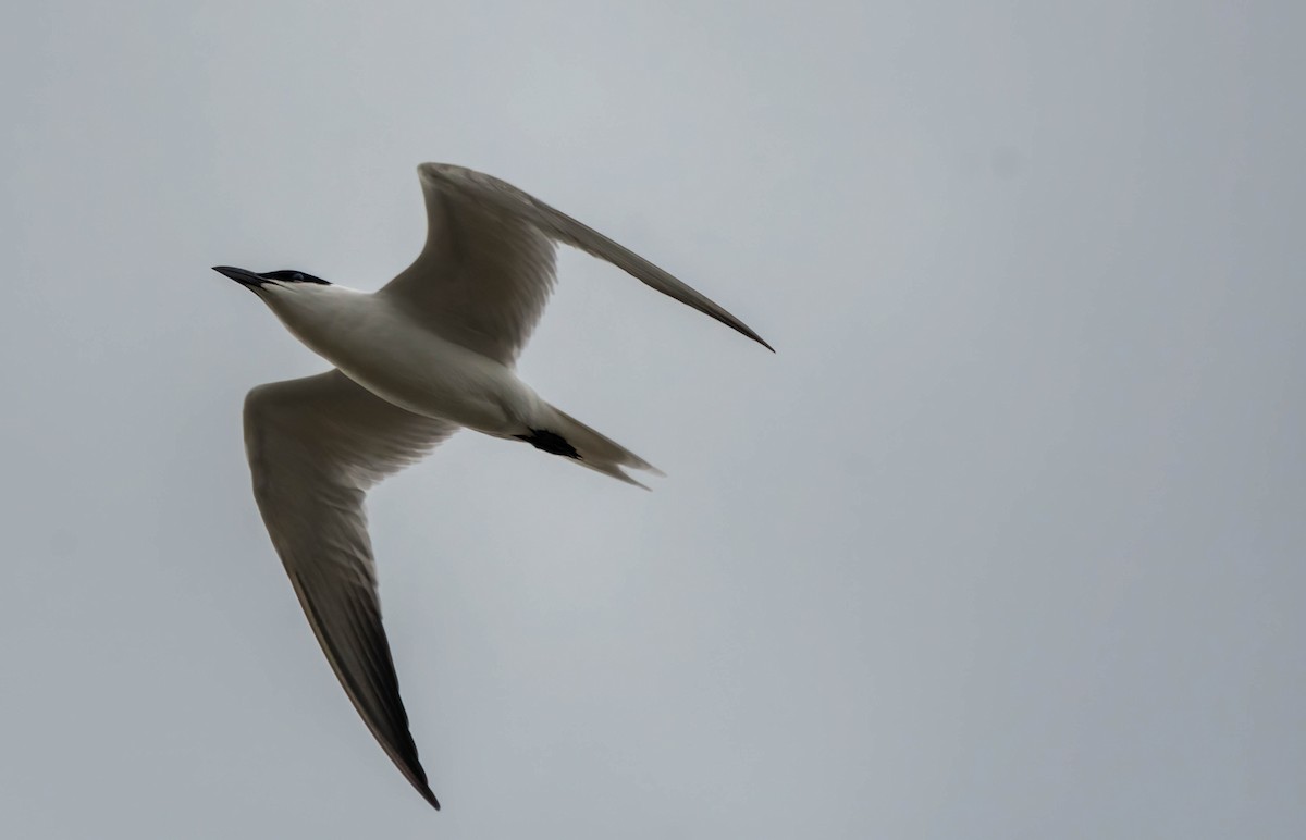 Australian Tern - ML616249951