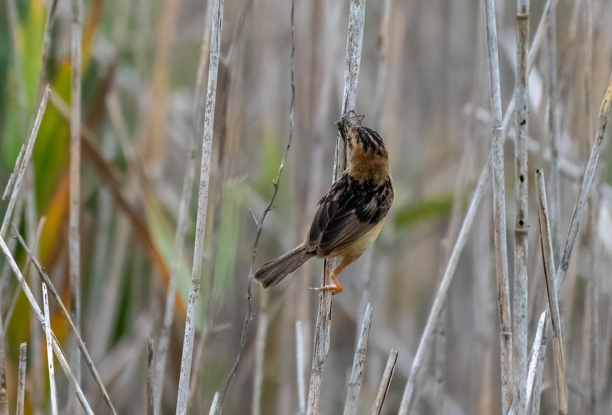 Golden-headed Cisticola - ML616249959