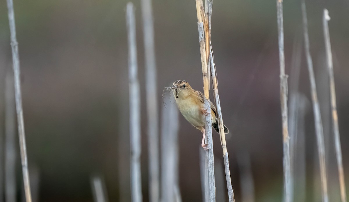 Golden-headed Cisticola - ML616249964