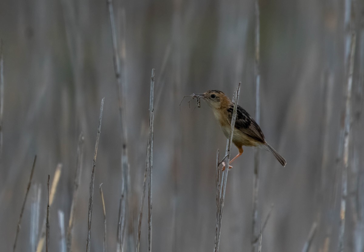 Golden-headed Cisticola - ML616249965