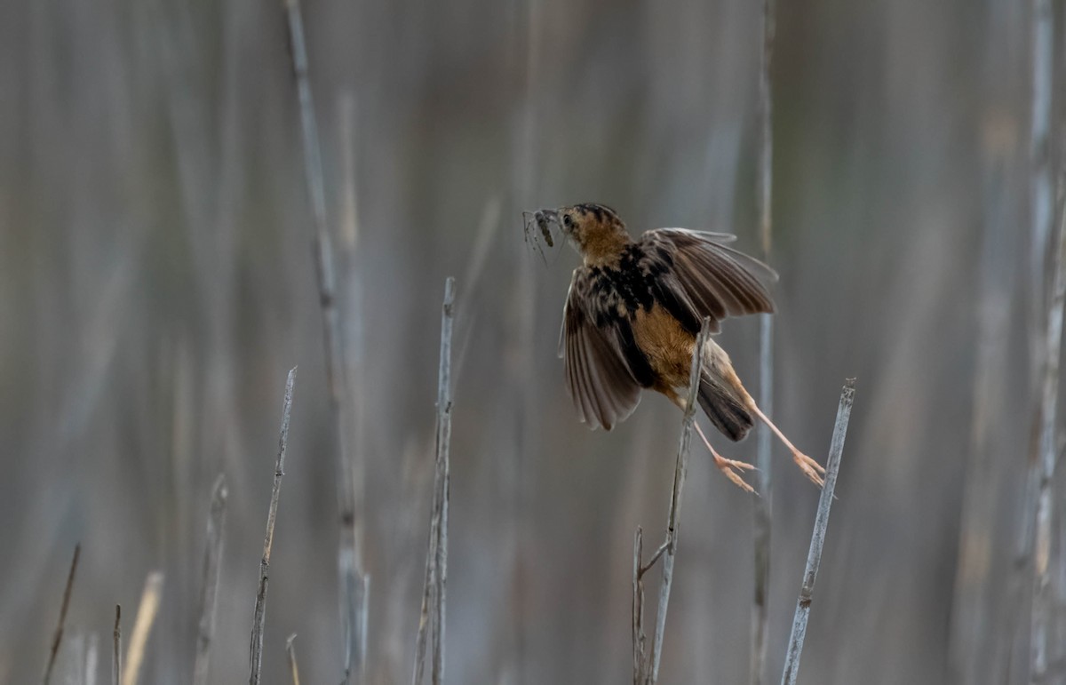 Golden-headed Cisticola - ML616249966