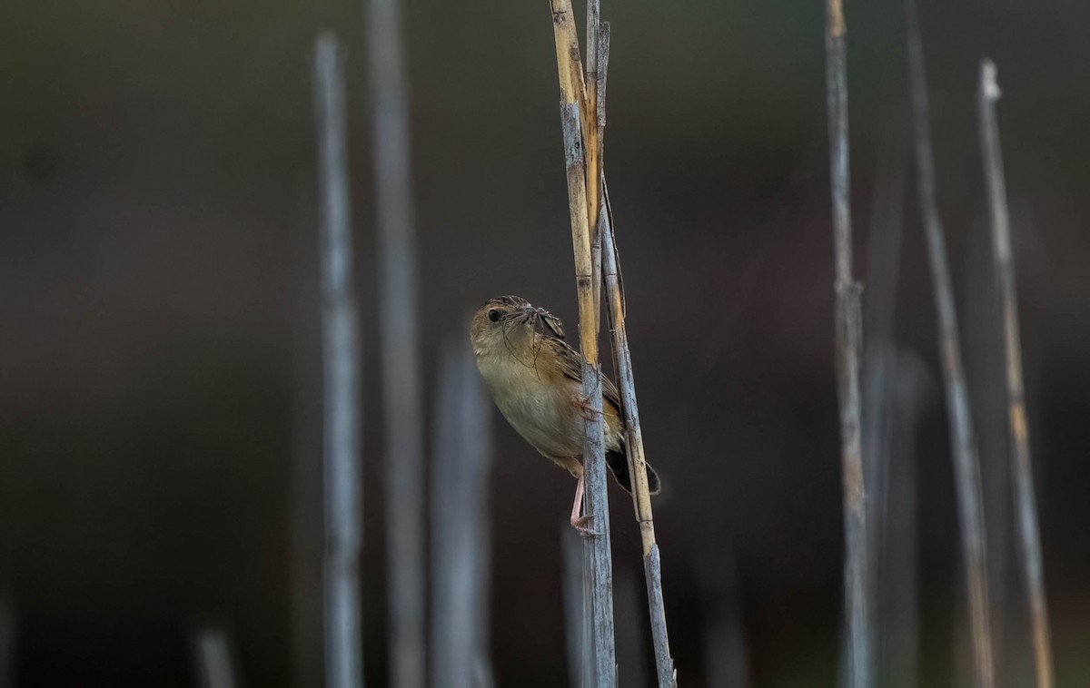 Golden-headed Cisticola - ML616249967