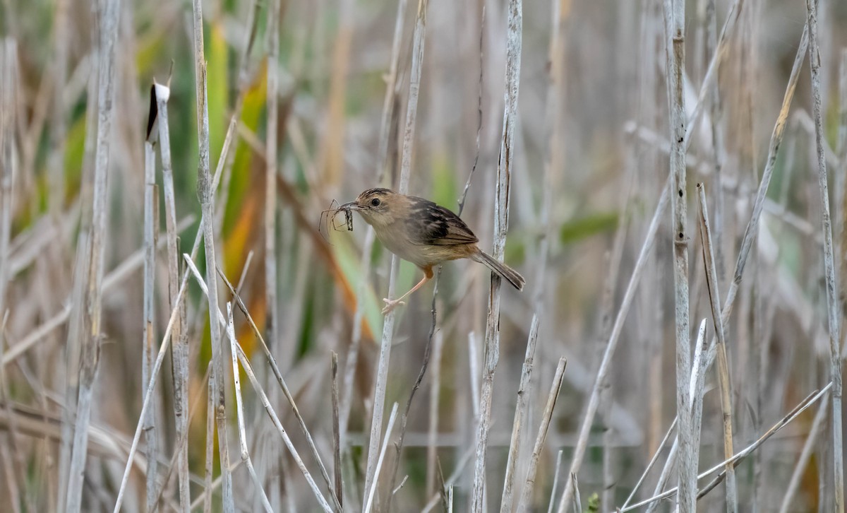 Golden-headed Cisticola - ML616249969