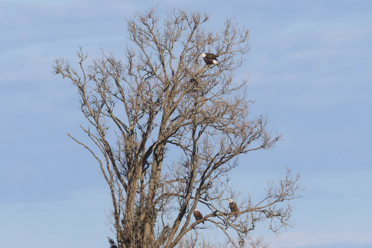 Bald Eagle - ML616249971