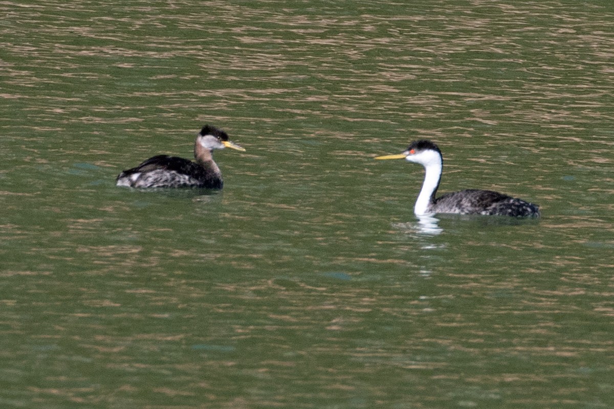 Red-necked Grebe - ML616249985