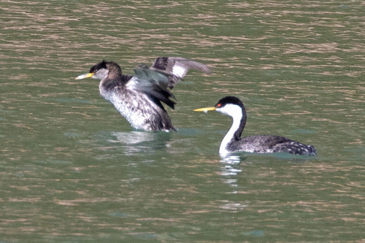 赤頸鸊鷉 - ML616249986