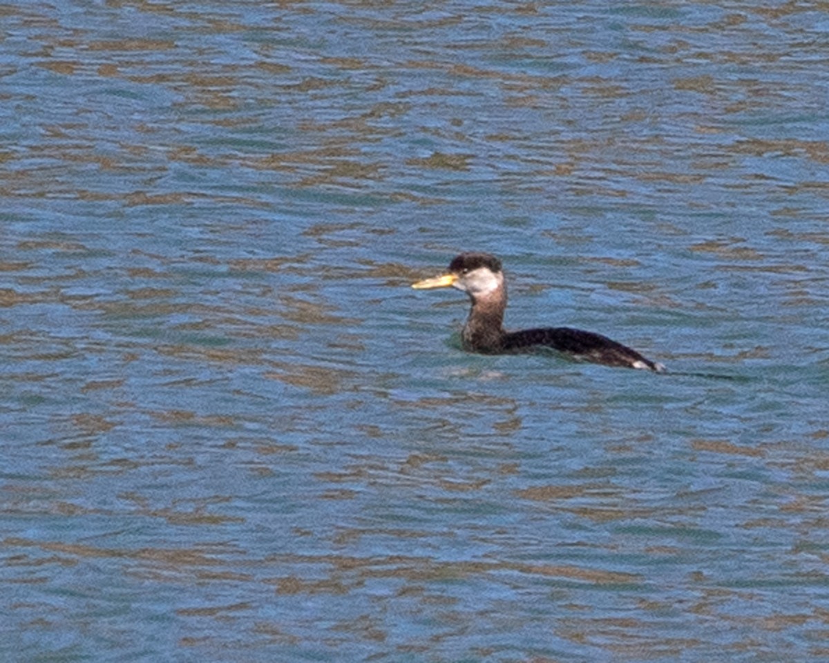 Red-necked Grebe - Don Marsh