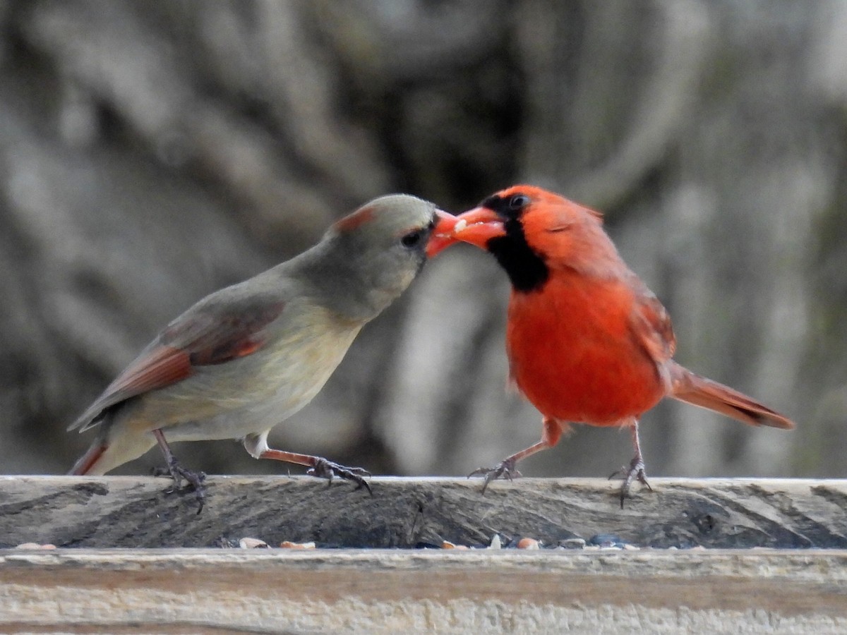 Northern Cardinal - ML616249994