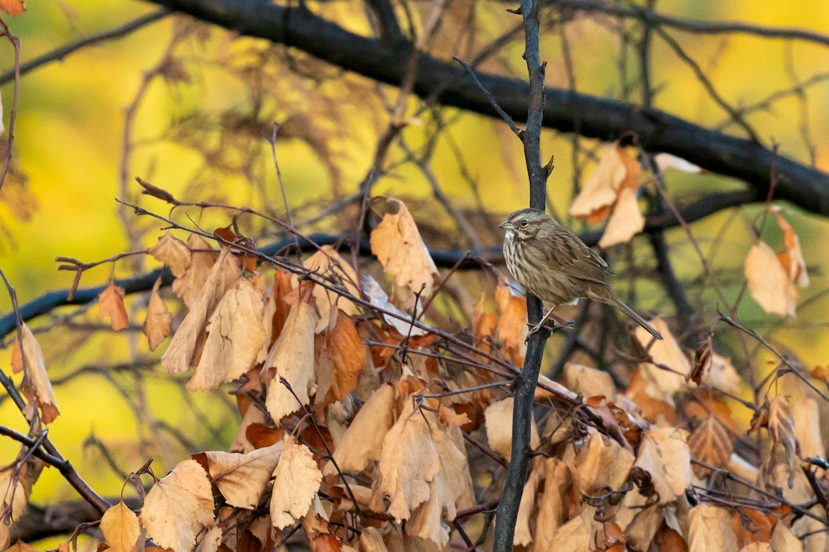 Song Sparrow - ML616250007