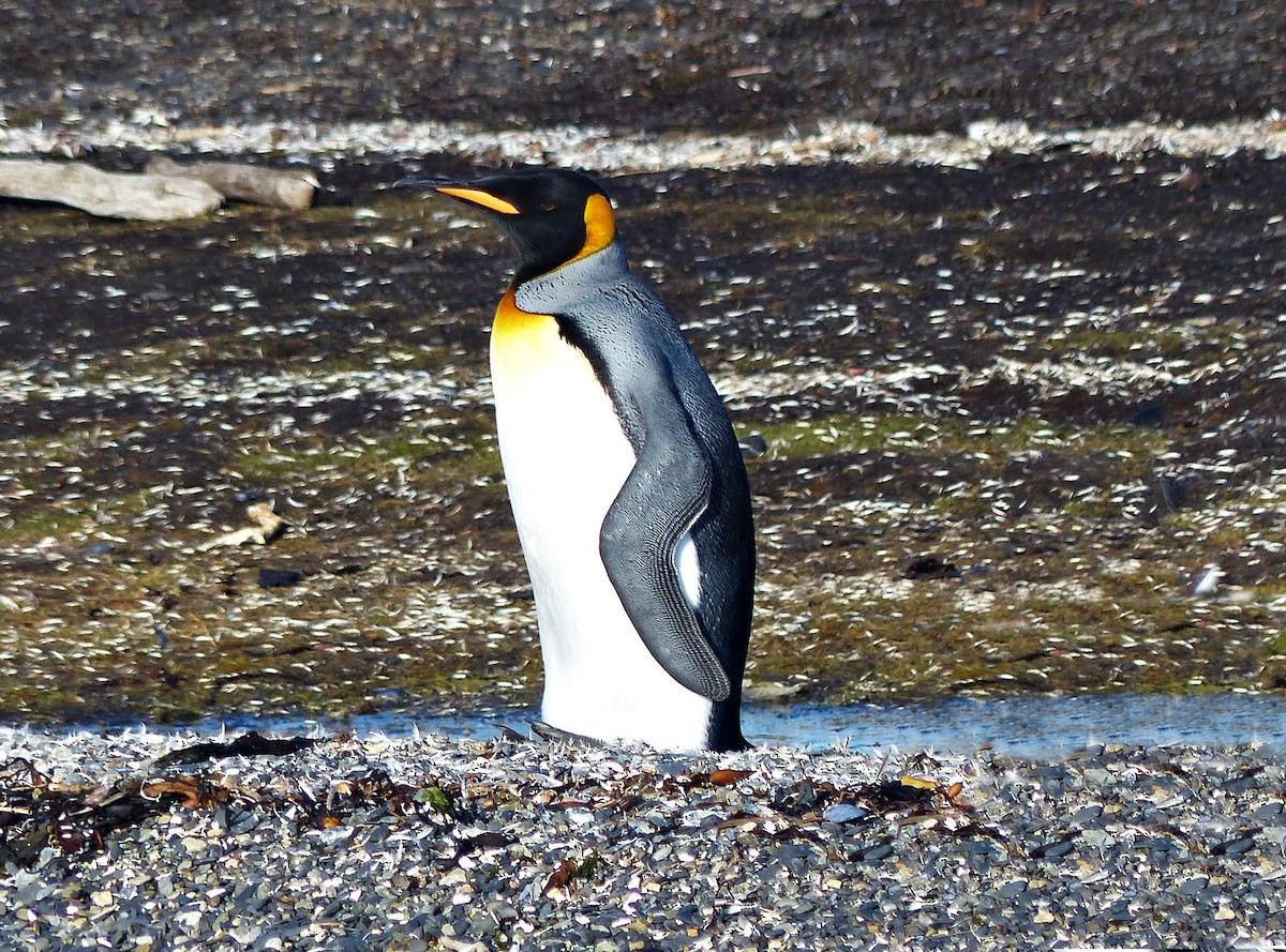 Королевский пингвин - ML616250069