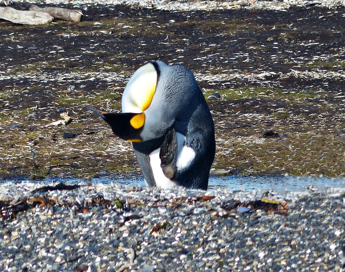 tučňák patagonský - ML616250070