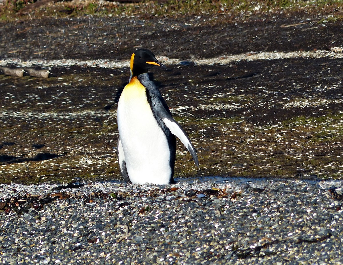 Королевский пингвин - ML616250072