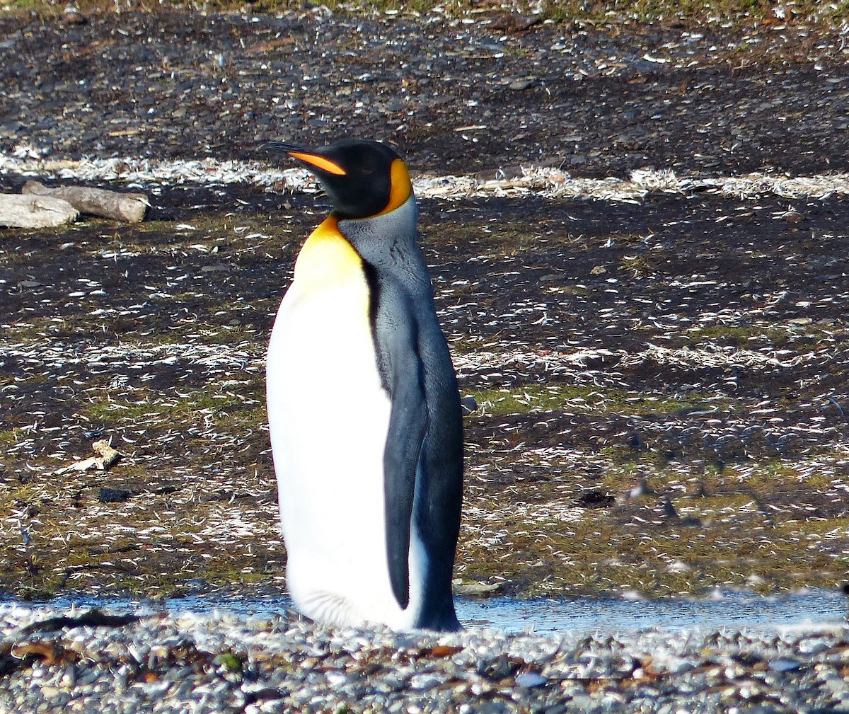 Королевский пингвин - ML616250074