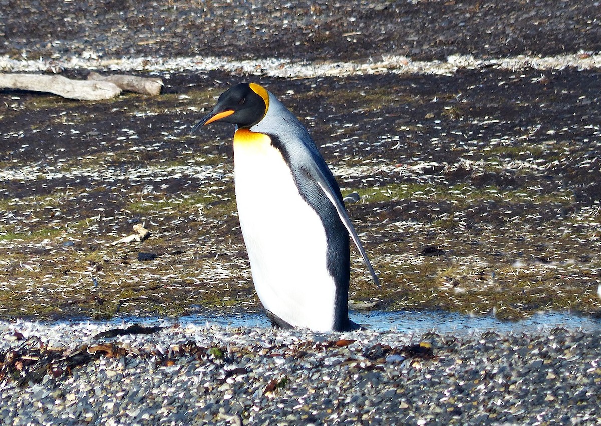 Королевский пингвин - ML616250075