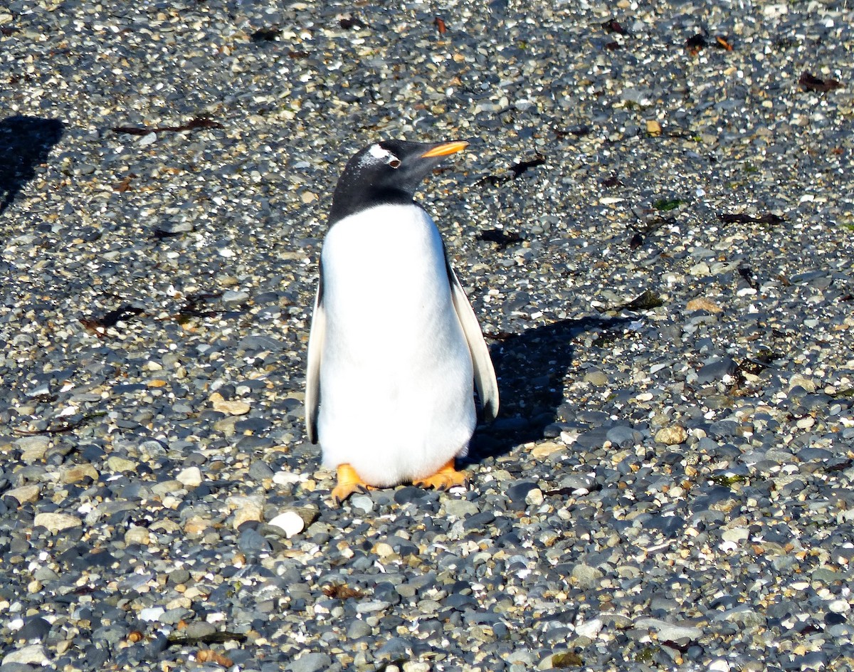 Ослиный пингвин - ML616250100