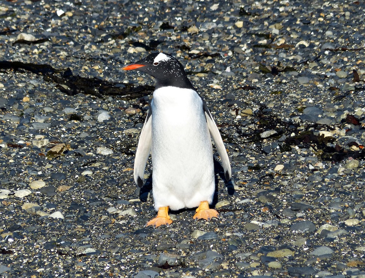 Gentoo Penguin - ML616250101