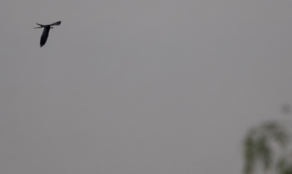 Swallow-tailed Kite - ML616250107