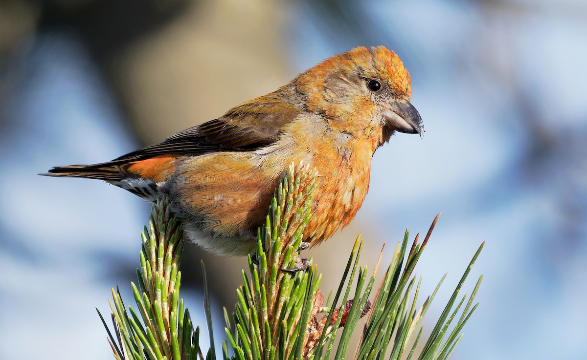 Red Crossbill - ML616250126