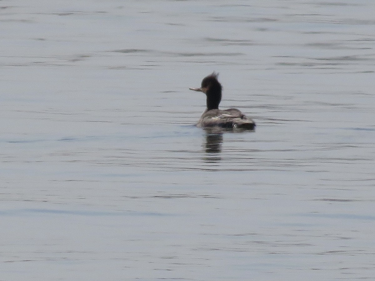 Red-breasted Merganser - ML616250181