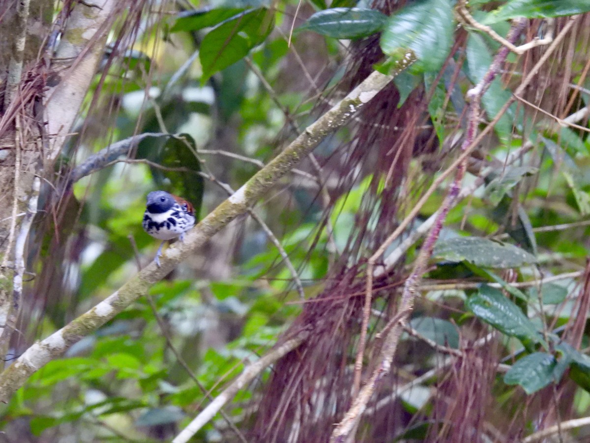 Spotted Antbird - ML616250182