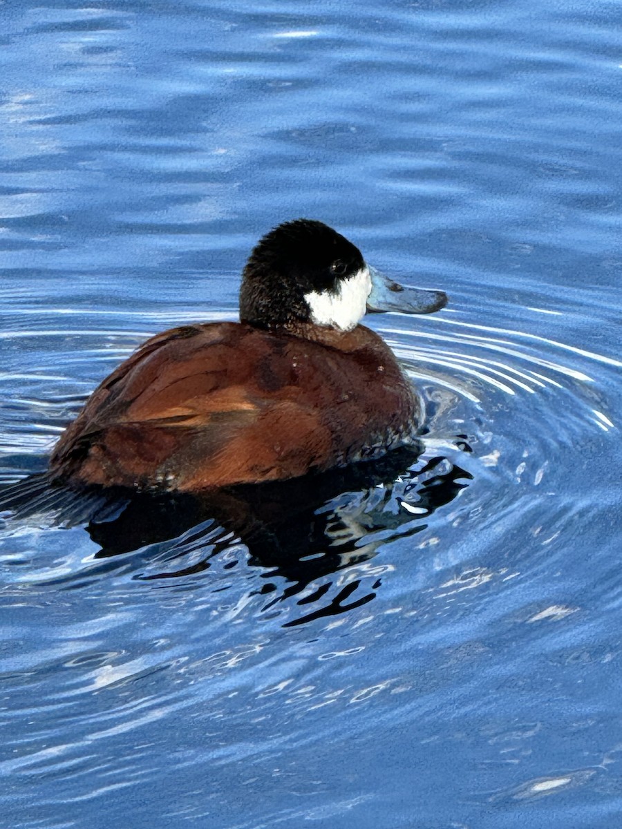 Ruddy Duck - ML616250195