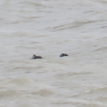 Harlequin Duck - ML616250245