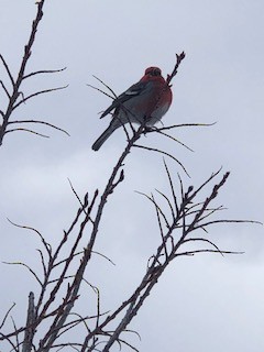 Pine Grosbeak - ML616250270