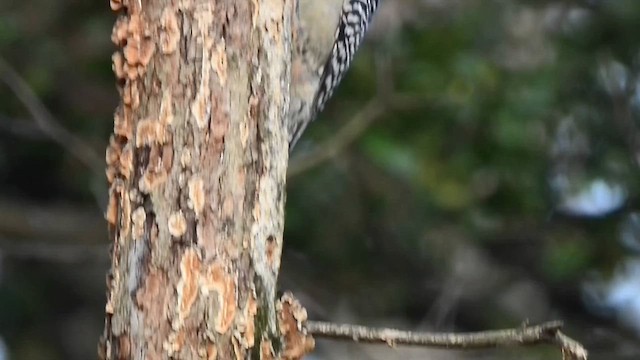 Red-bellied Woodpecker - ML616250286