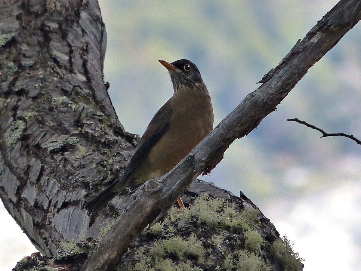 Austral Thrush - ML616250292