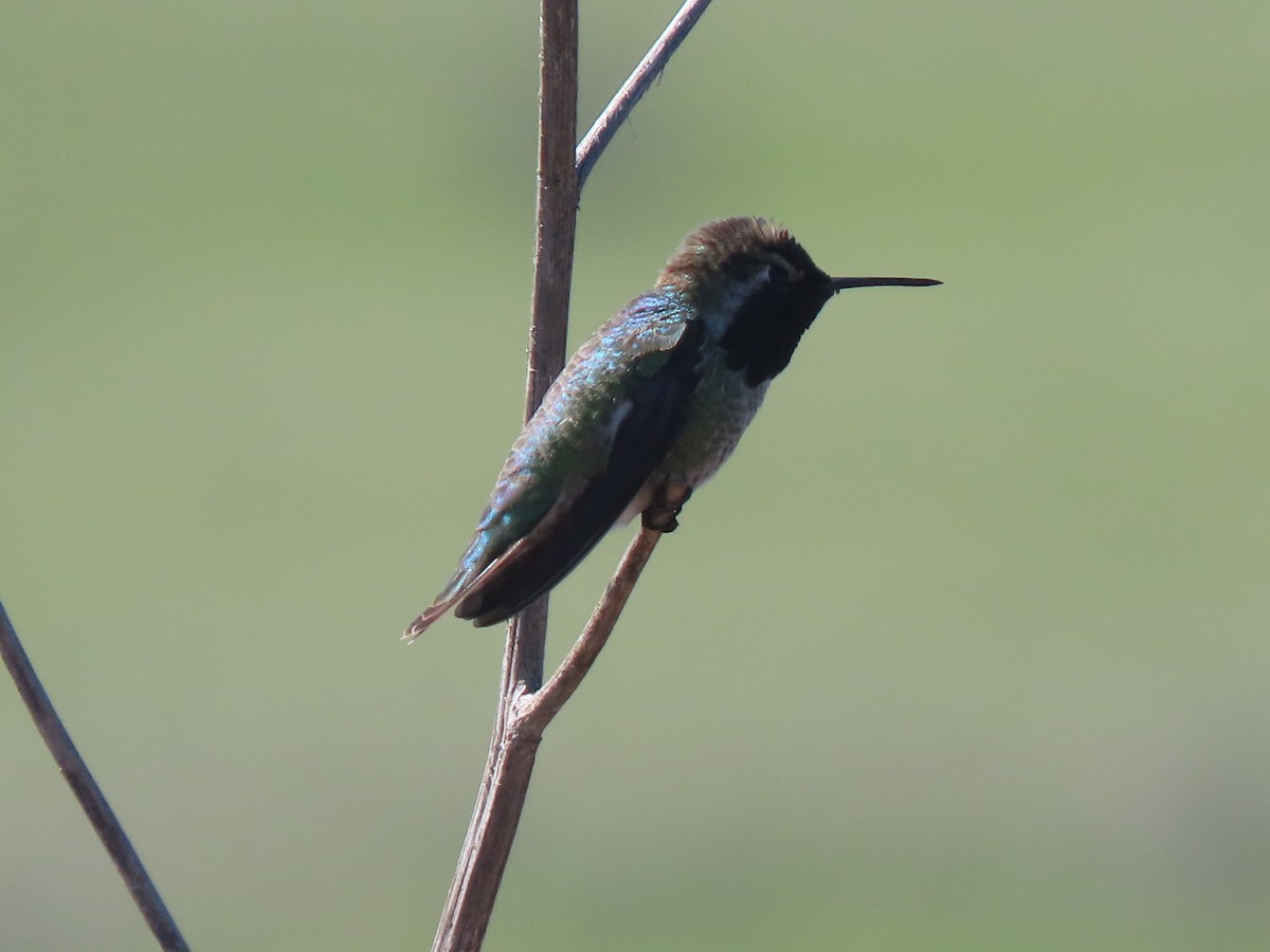 Anna's Hummingbird - ML616250302