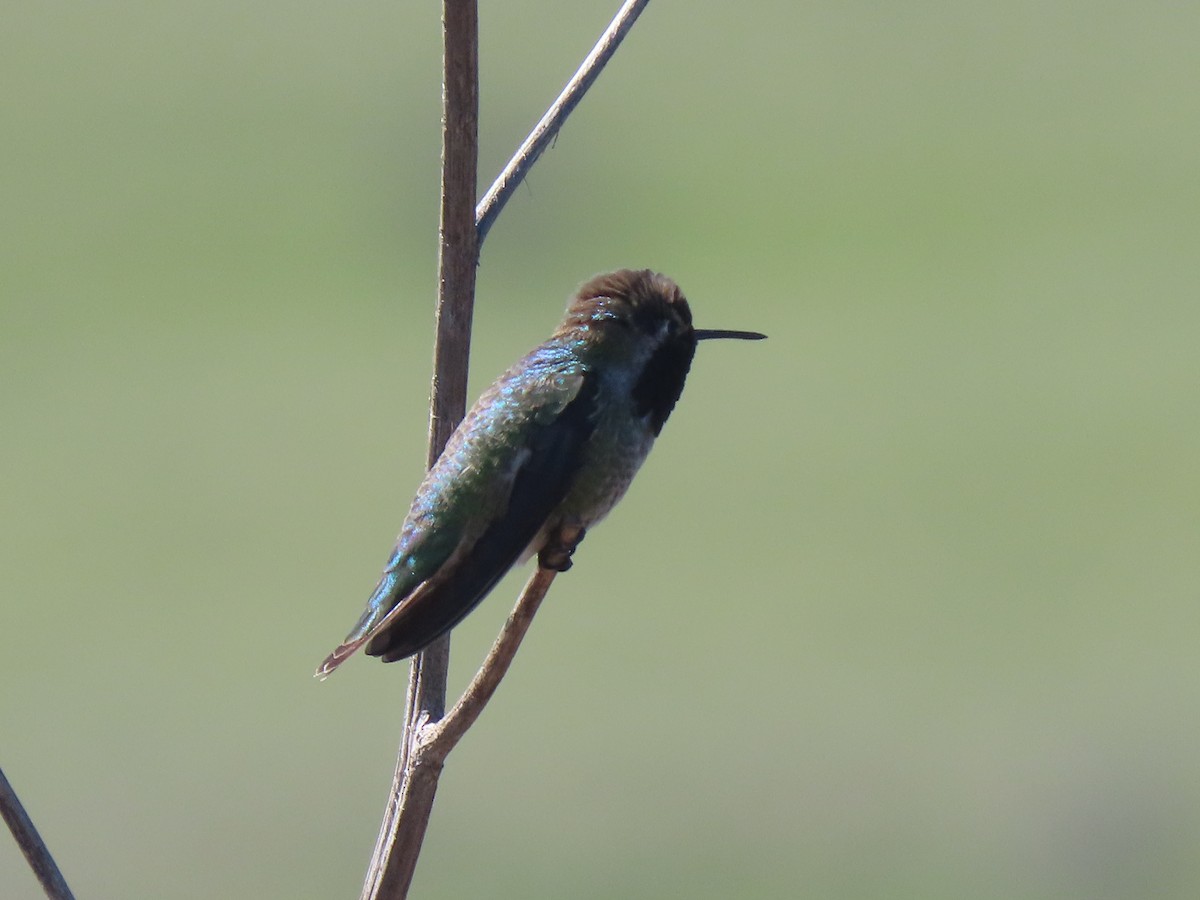 Anna's Hummingbird - ML616250303